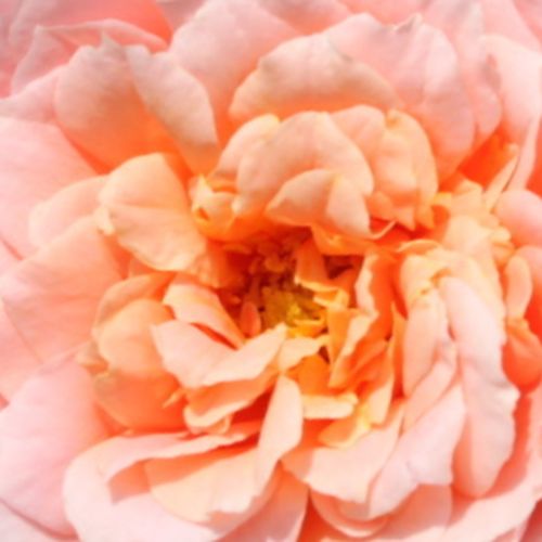 Online rózsa kertészet - nosztalgia rózsa - rózsaszín - Rosa Paul Bocuse™ - diszkrét illatú rózsa - Dominique Massad - Sárgabarack színű bimbóiból halványrózsaszín szirmok bomlanak ki. Virágai erős száron nyílnak így kiválóan alkalmas vágottvirágnak.